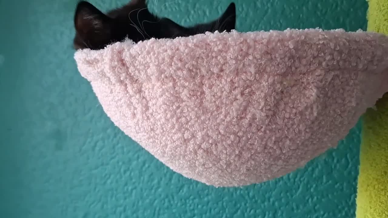 Mixed Breed cats for sale: Two little kittens looking for a home. - Video 1