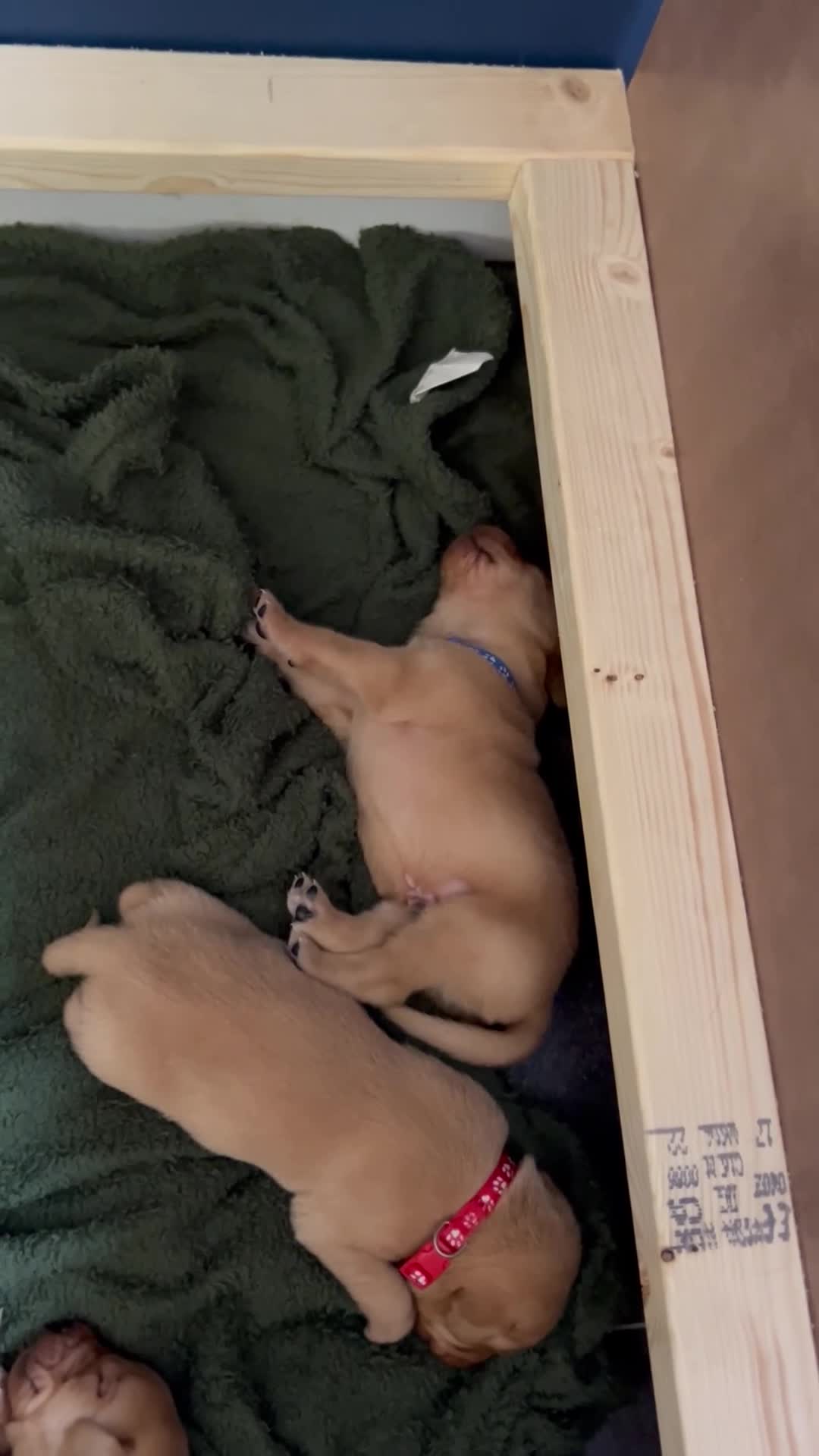 Labrador Retriever dogs for sale: Beautiful fox red Labrador litter  - Video 1
