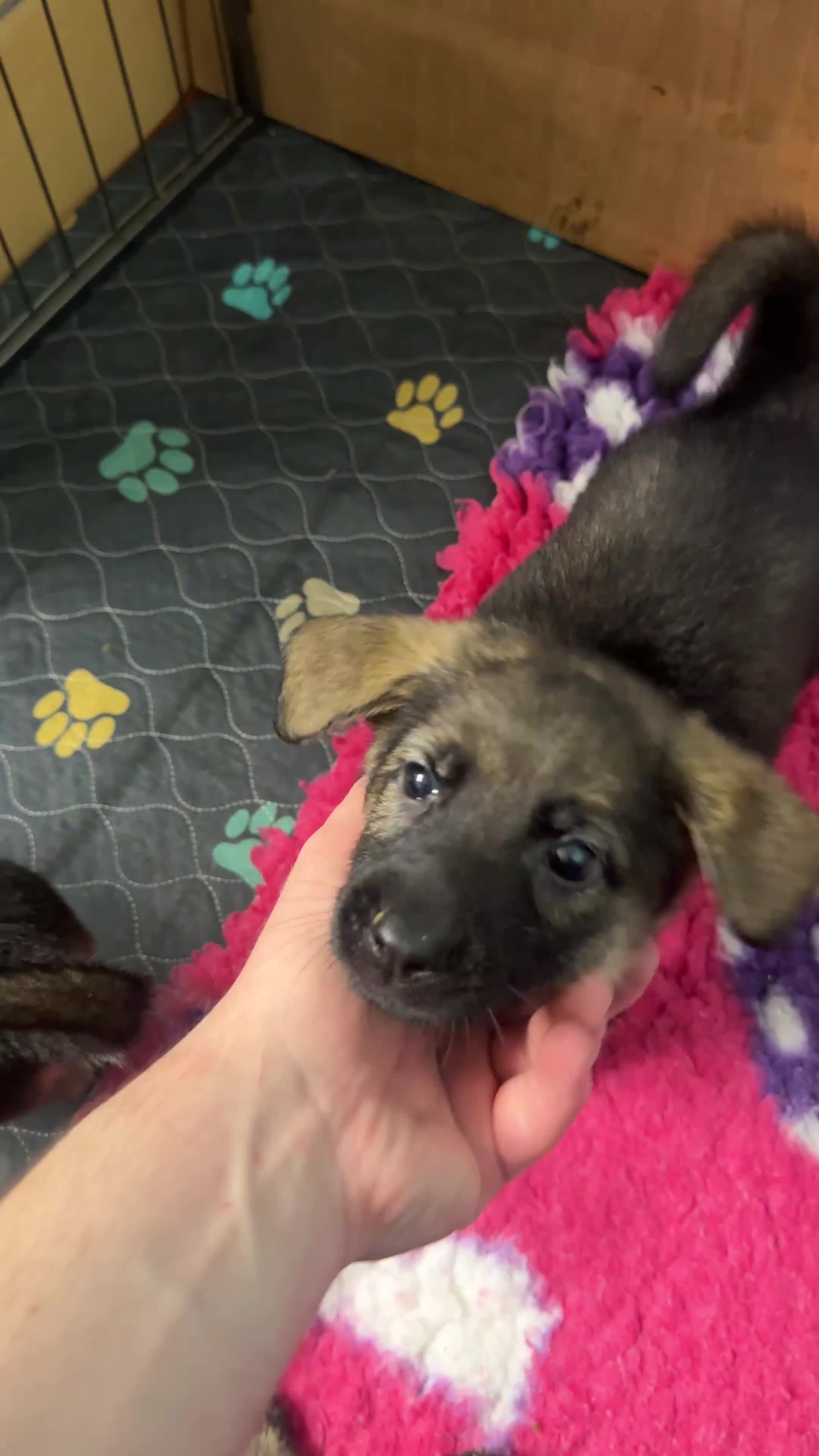 Mixed Breed dogs for sale: GSP x5 Available 27th Feb.  - Video 3