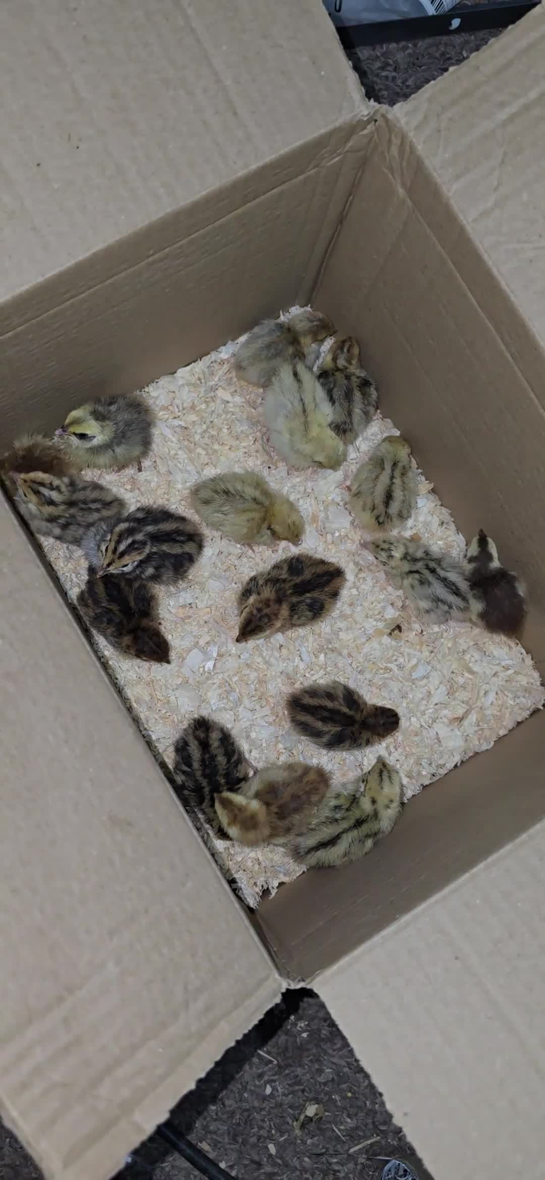 Quail poultry for sale: Mixed Colour Coturnix Quail Hatching Eggs - Video 2