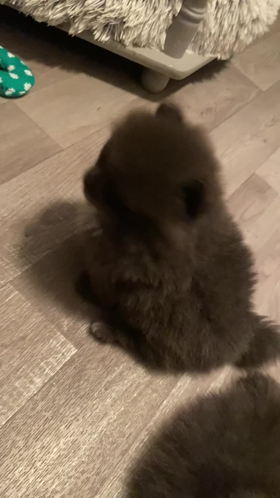 Pomeranian dogs for sale: Stunning Pomeranian puppies - Video 1