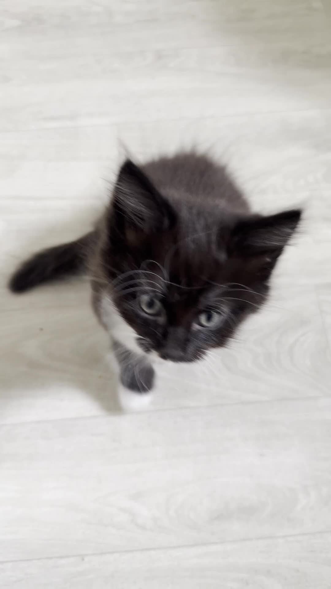 British Longhair cats for sale: LAST KITTEN MALE LONGHAIR TUXEDO - Video 1