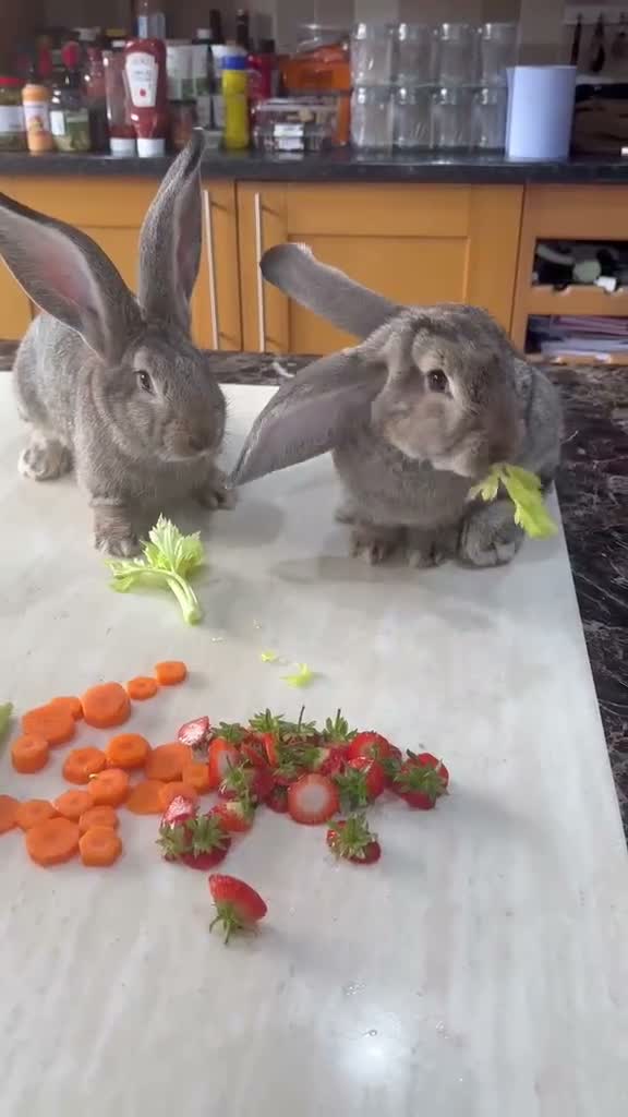 Continental Giant rabbits for sale: Pure bread continental giant Rabbits  - Video 1