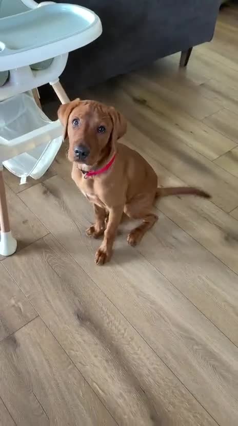 Labrador Retriever dogs for sale: Teddy - Video 2