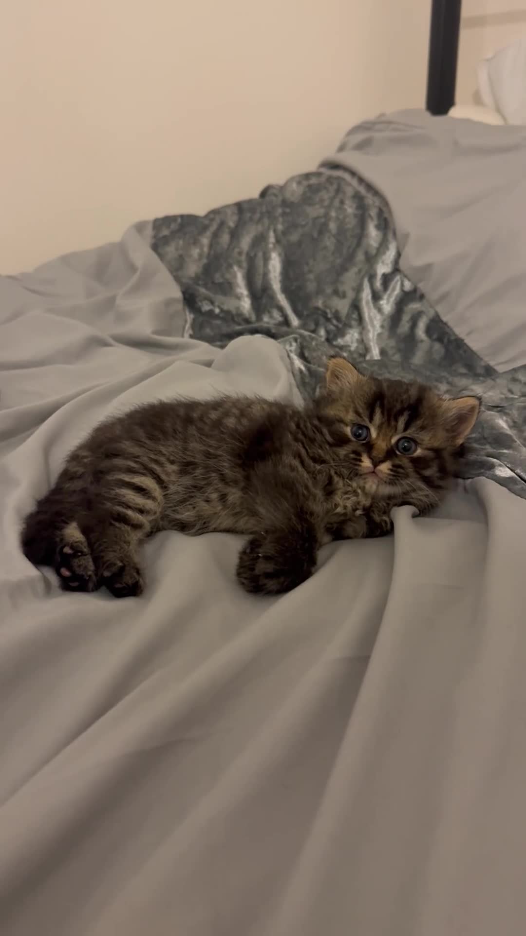 British Shorthair cats for sale: Gorgeous Fluffy British Shorthair Mix Kitten - Video 3