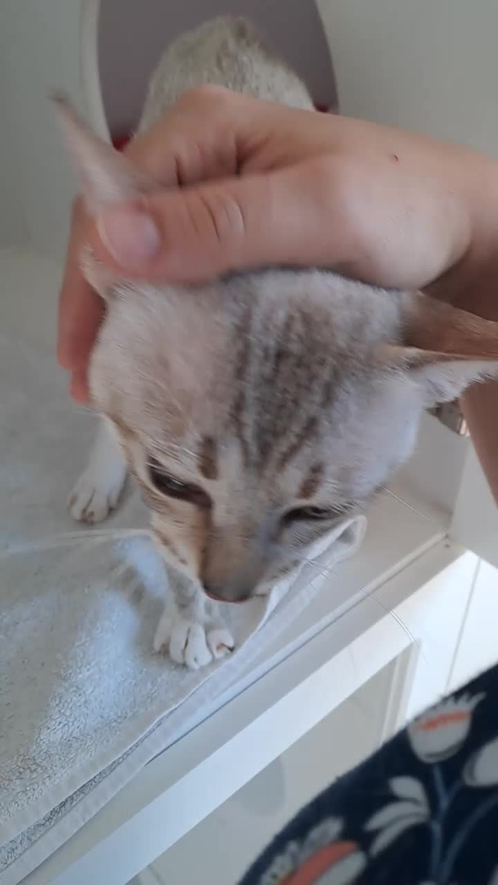 Mixed Breed cats for adoption: Elliott - handsome boy - Video 1