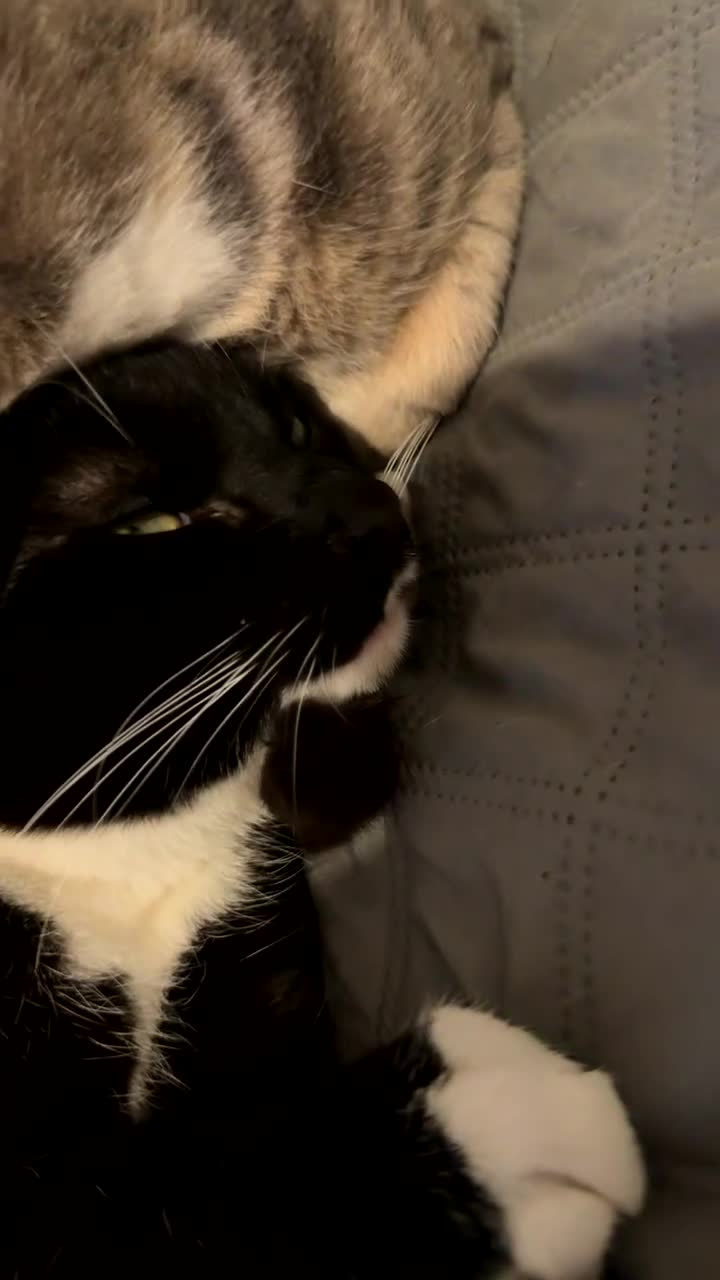 Mixed Breed cats for sale: Female And Male Tabby cats/ kittens  in Preston - Video 1
