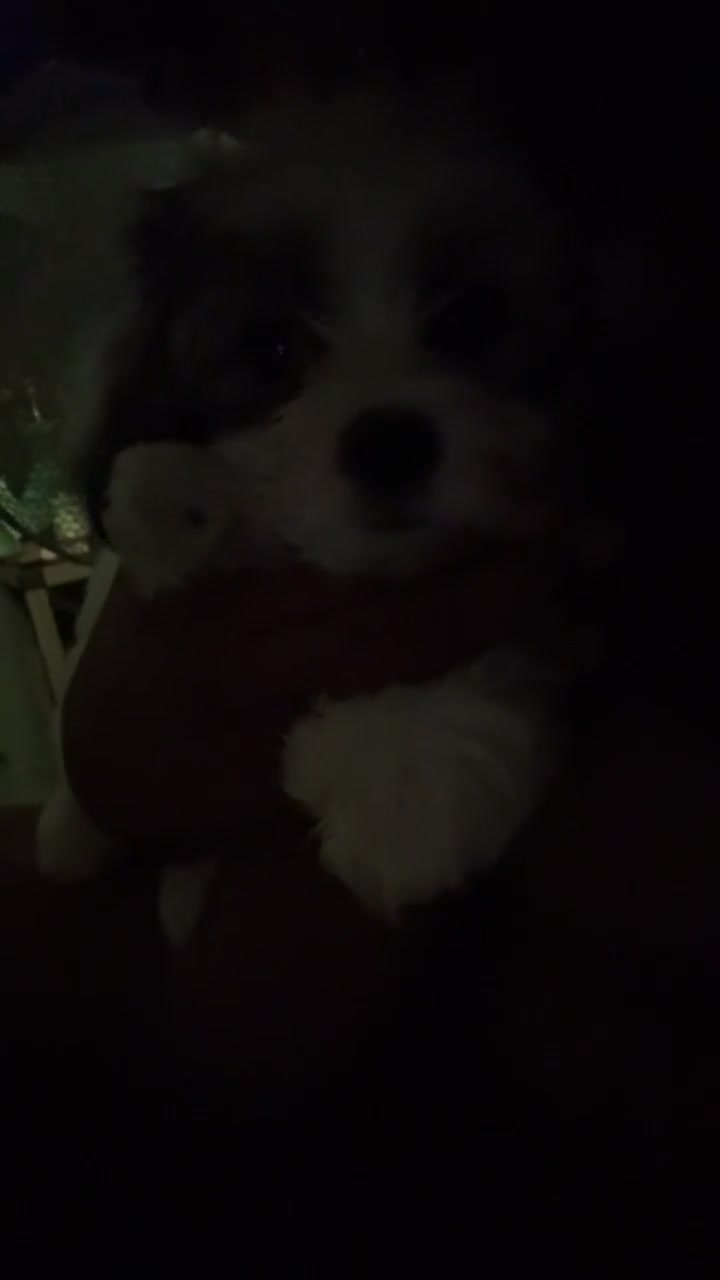 Malshi dogs for sale: Malshi puppies  in Slough - Video 1