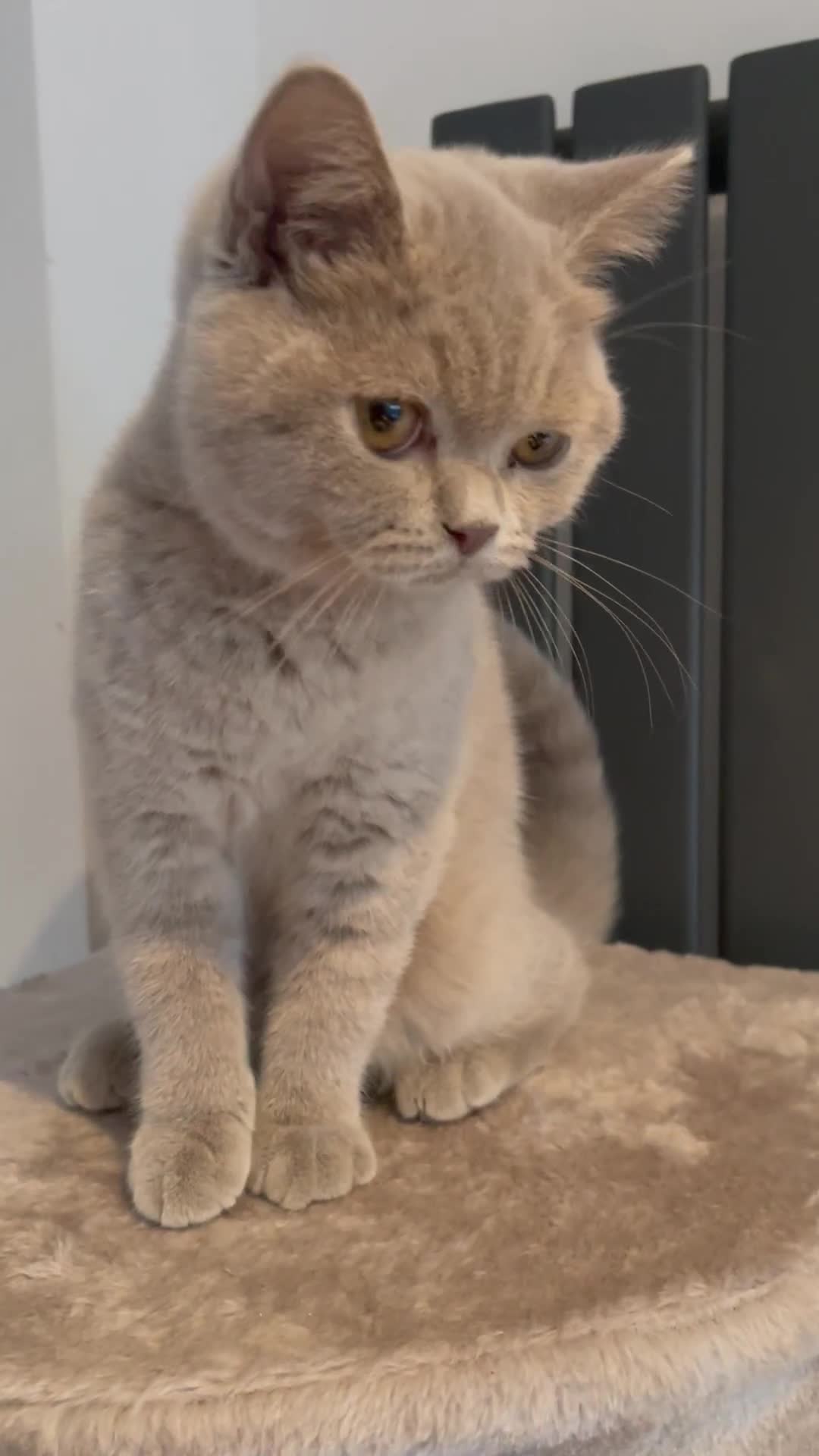 British Shorthair cats for sale: LILAC BRITISH SHORTHAIR FEMALE  GCCF ACTIVE - Video 2