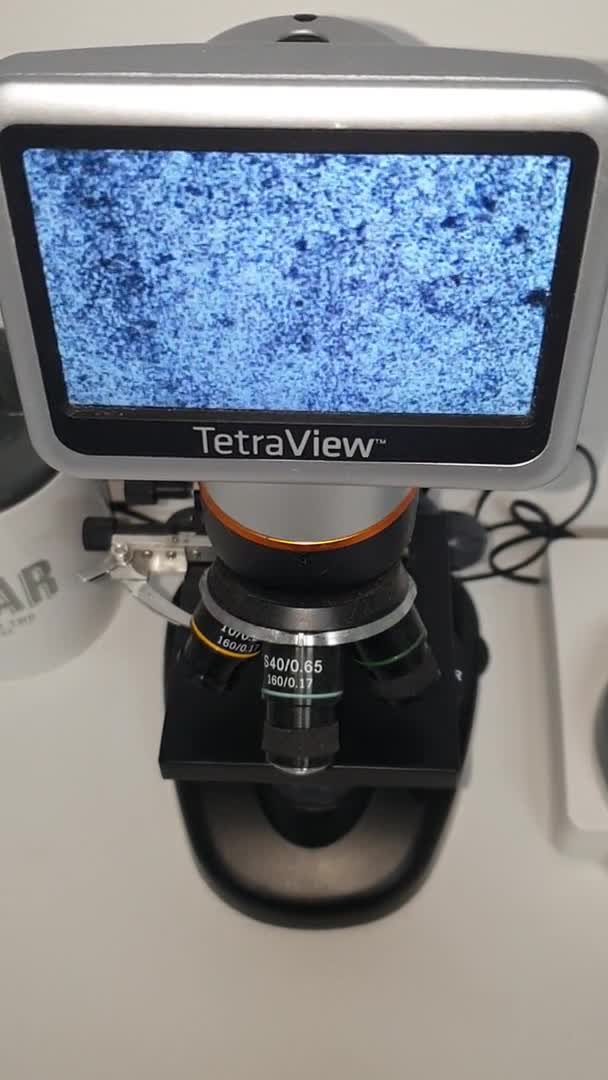 Shar Pei dogs for stud: studded previously in Liverpool - Video 1