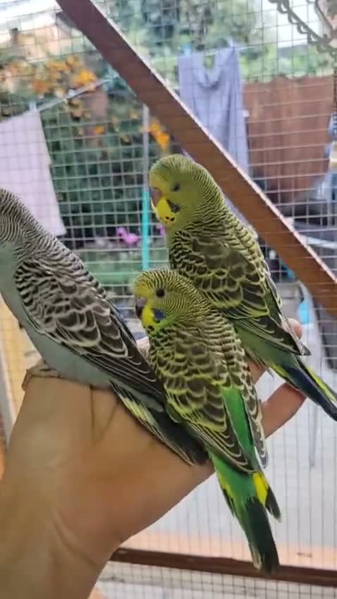 Budgerigars birds for sale: Budgies for sale - Video 2