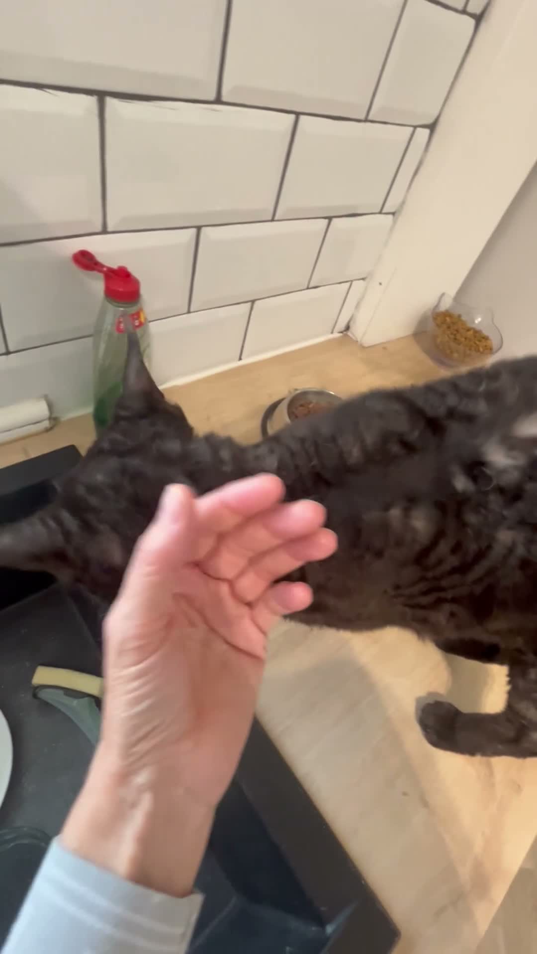Devon Rex cats for sale: 5 yr old Devon Rex male  - Video 4