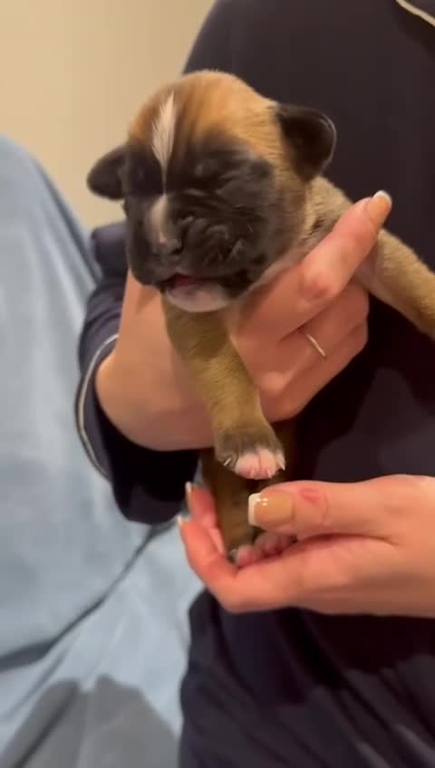 Boxer dogs for sale: Stunning KC Registered Boxer Puppies – 0% COI in Brentwood - Video 3