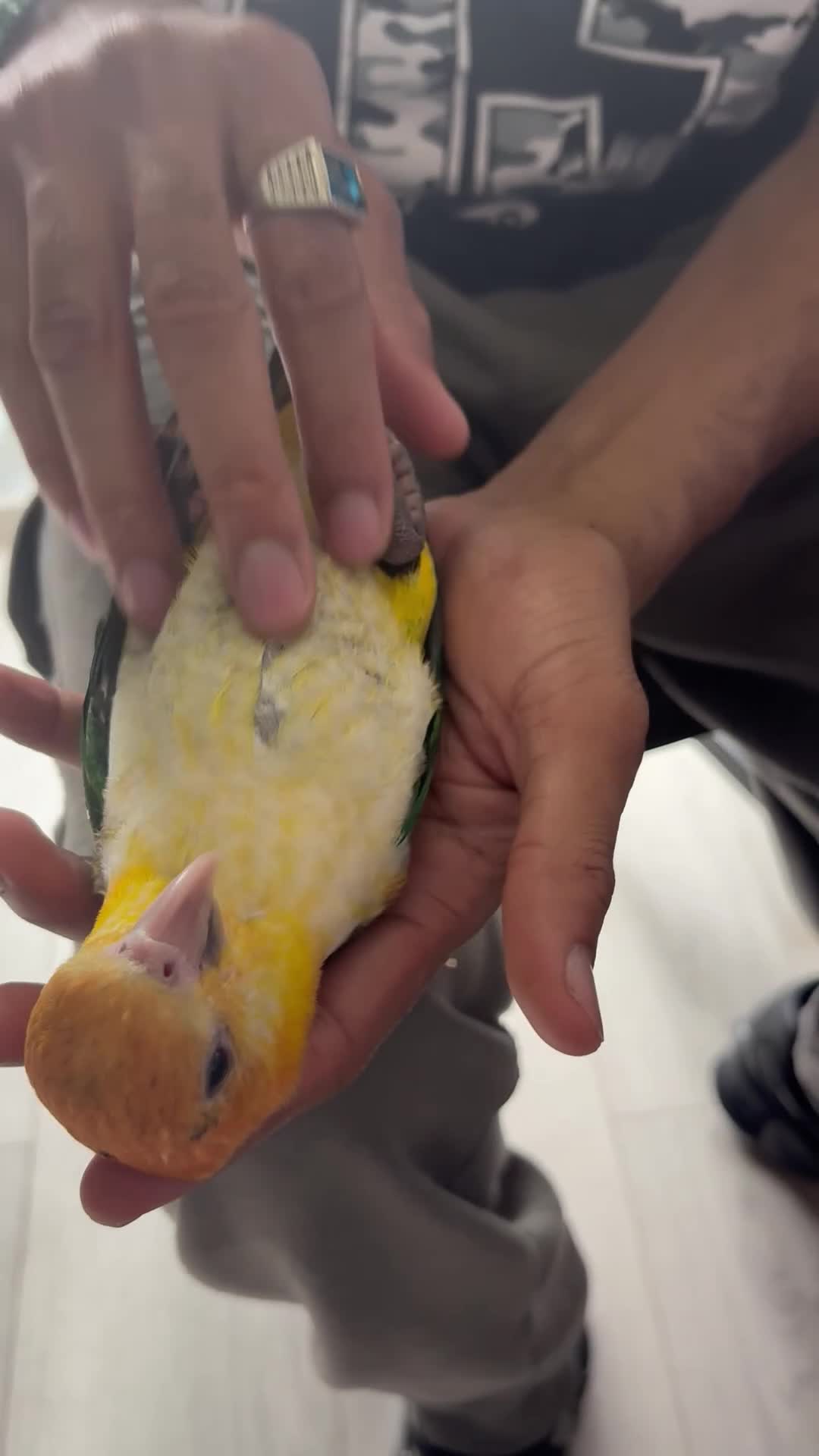 Parrots birds for sale: Rio – Beautiful Hand-Reared Caique for Sale - Video 1