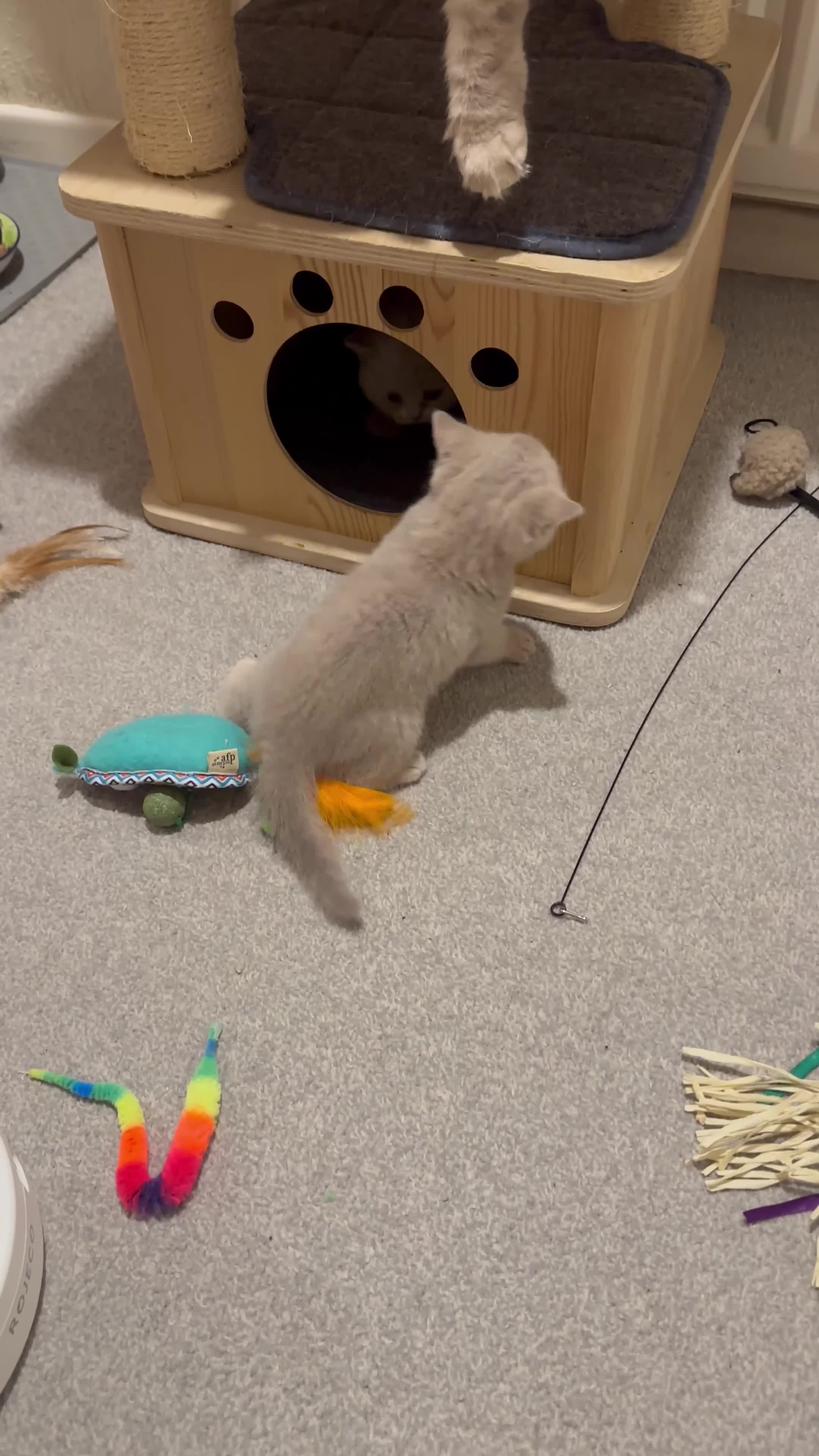British Shorthair cats for sale: Show quality kittens BSH - Video 3