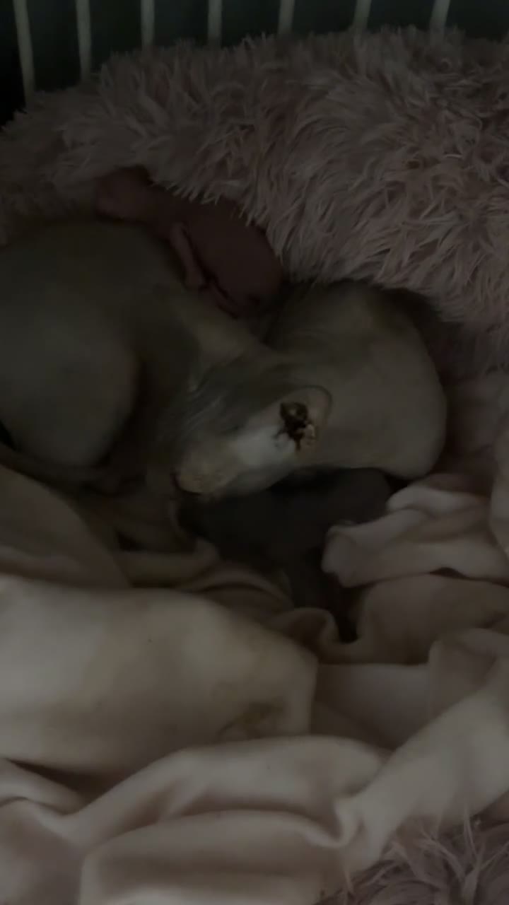 Sphynx cats for sale: Sphynx kittens  - Video 4