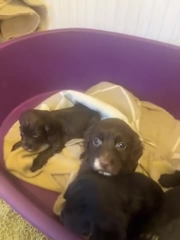 Cocker Spaniel dogs for sale: Cocker spaniel puppies  - Video 3