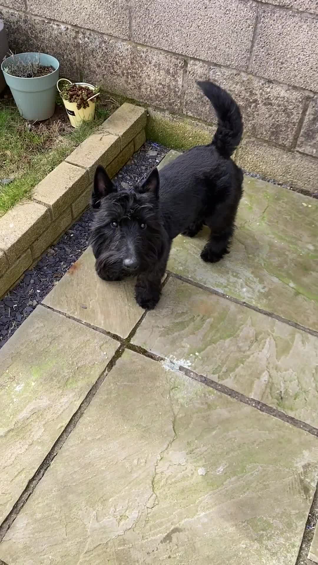 Scottish Terrier dogs for stud: KC Scottish Terrier for stud  - Video 1