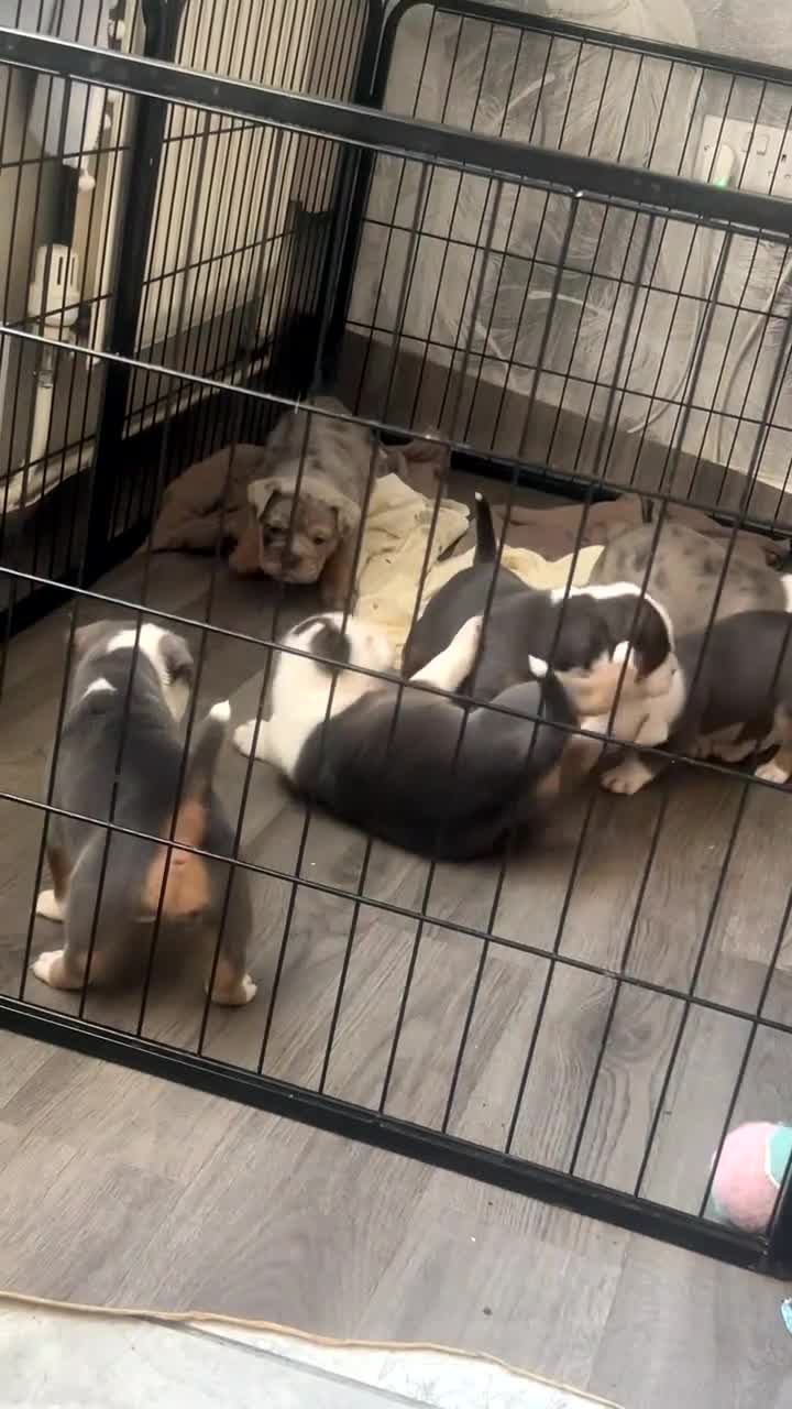 Olde English Bulldogge dogs for sale: Olde English bulldogs for sale  in Newark - Video 1