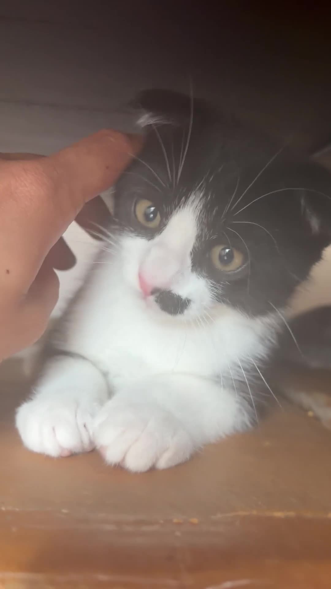 Scottish Fold cats for sale: LAST ONE Tuxedo Scottish Fold w half moustache!🥸  - Video 1