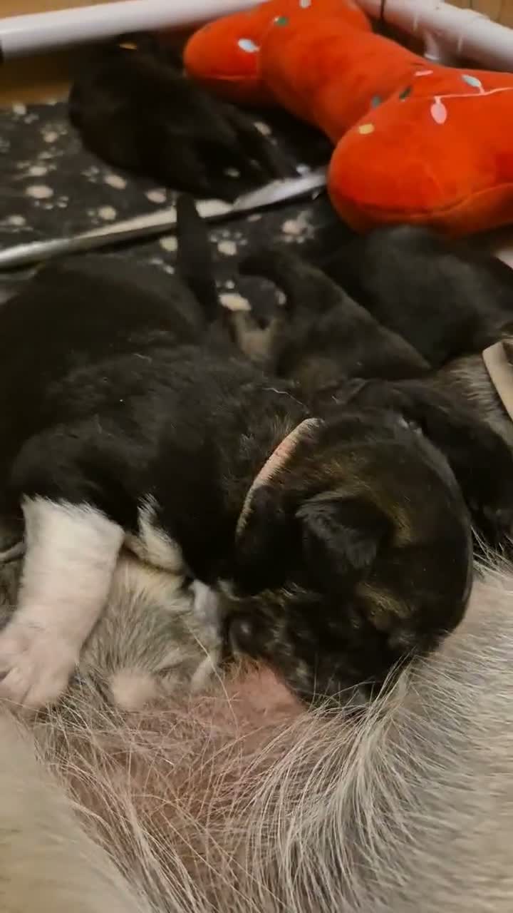 Mixed Breed dogs for sale: Golden Retriever x Husky Puppies Goberian in Northampton - Video 3