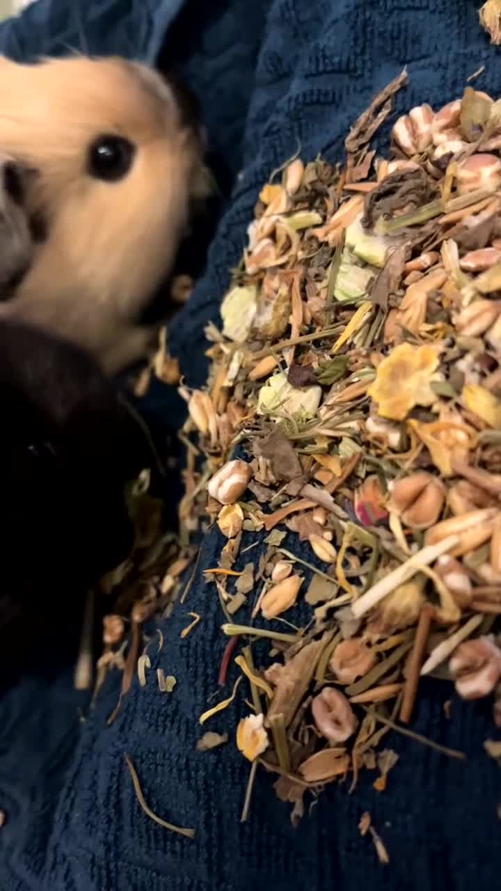 Guinea Pig rodents for sale: 2 mail guinea pigs - Video 1