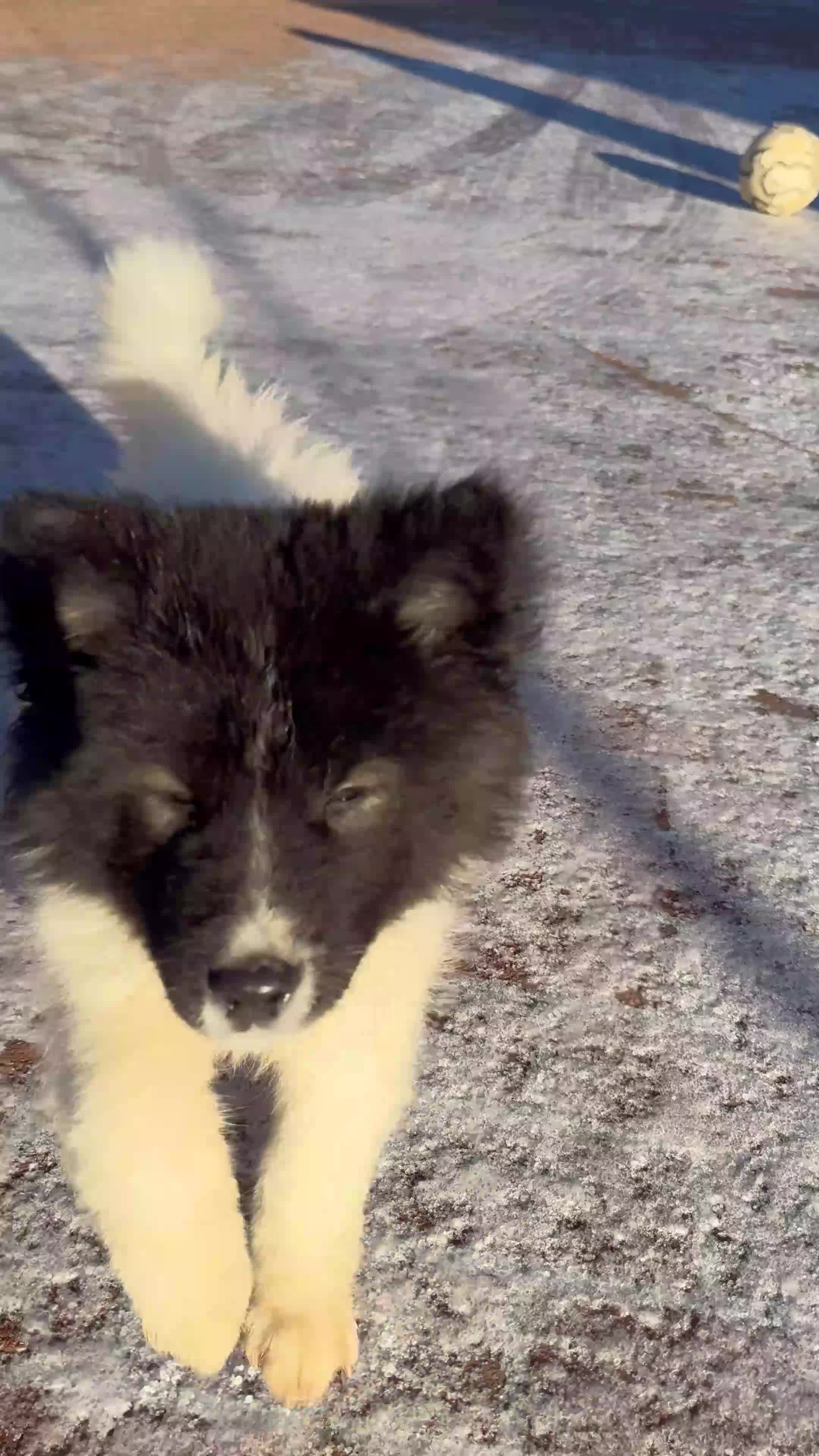 Akita dogs for sale: Quality Family Raised American Akita Puppy - Video 2