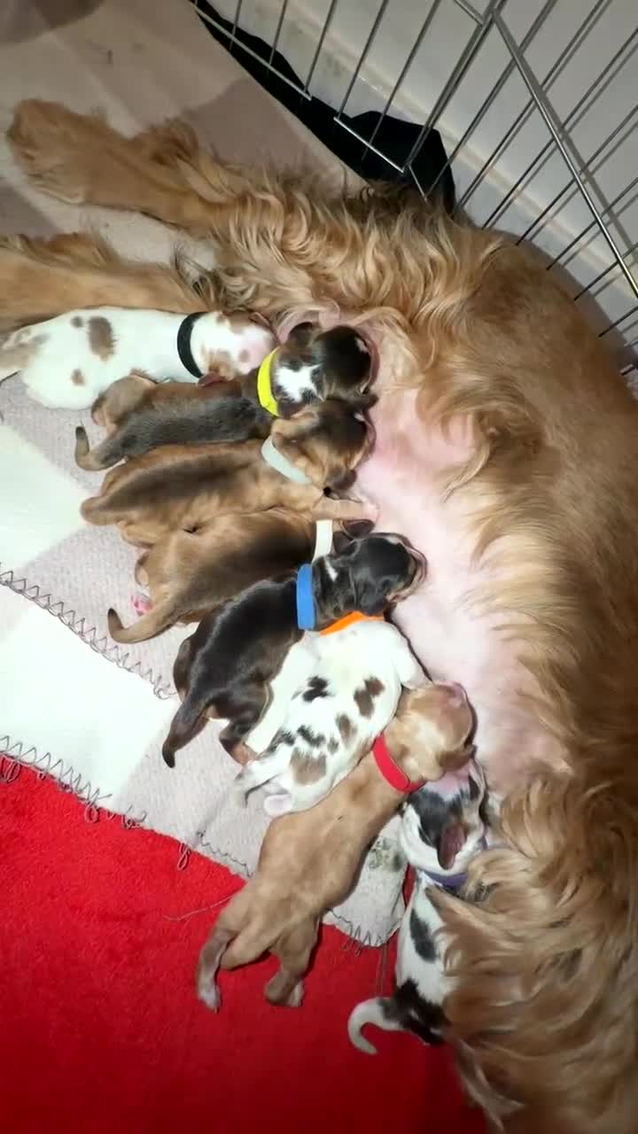 Cocker Spaniel dogs for sale: Showtype Cocker spaniel pups KC registered  - Video 5