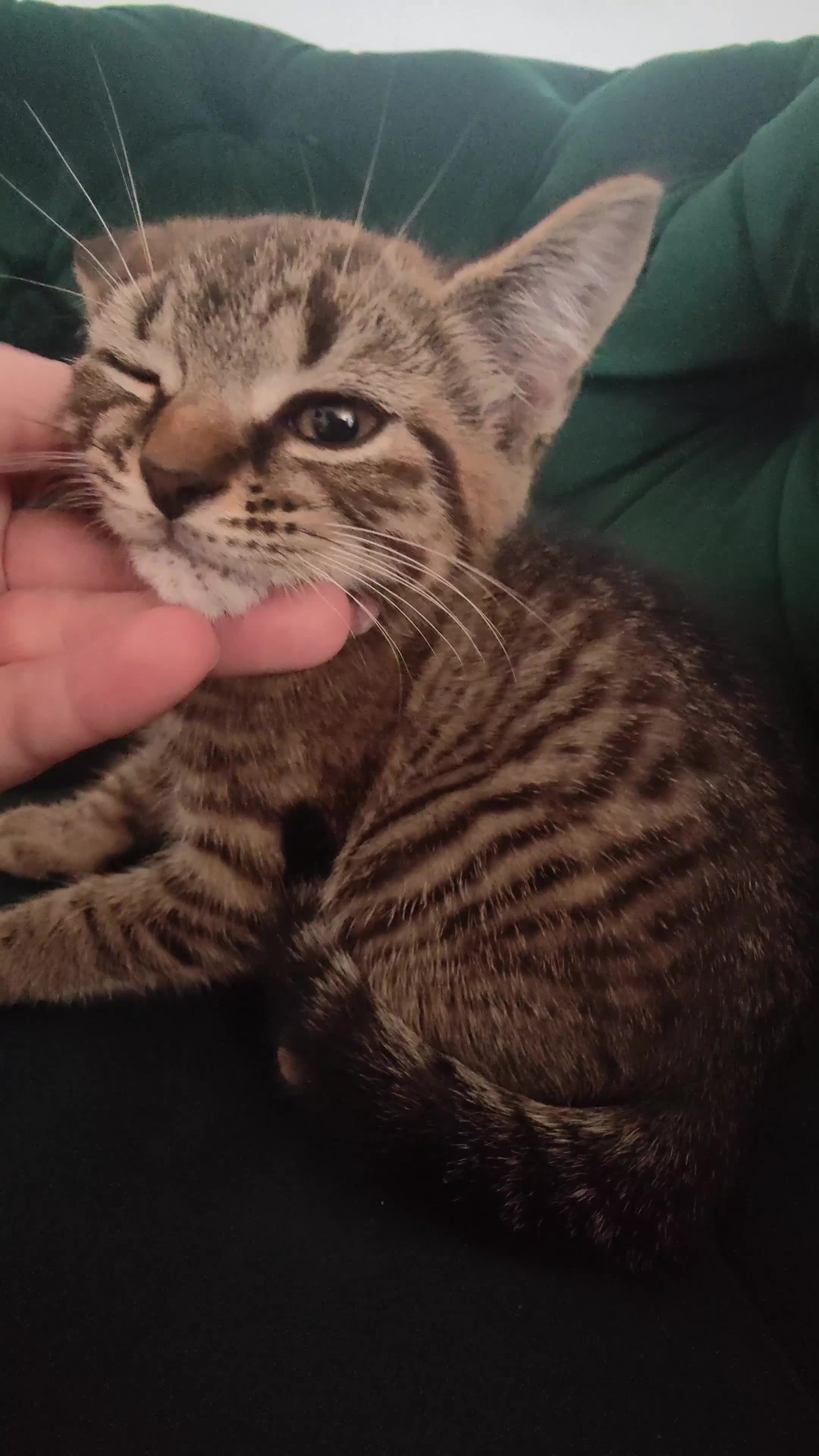 British Shorthair cats for sale: Little boy kitten available  - Video 1