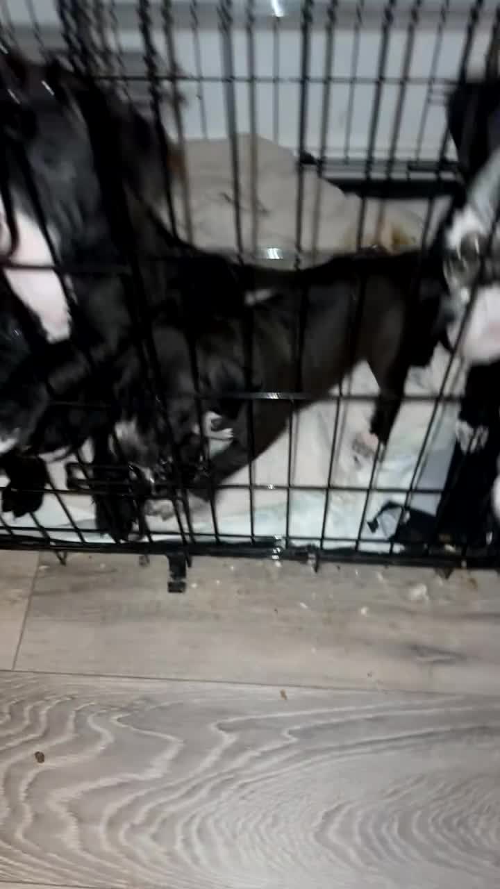 Mixed Breed dogs for sale: Beautiful 8 week old pups  - Video 1