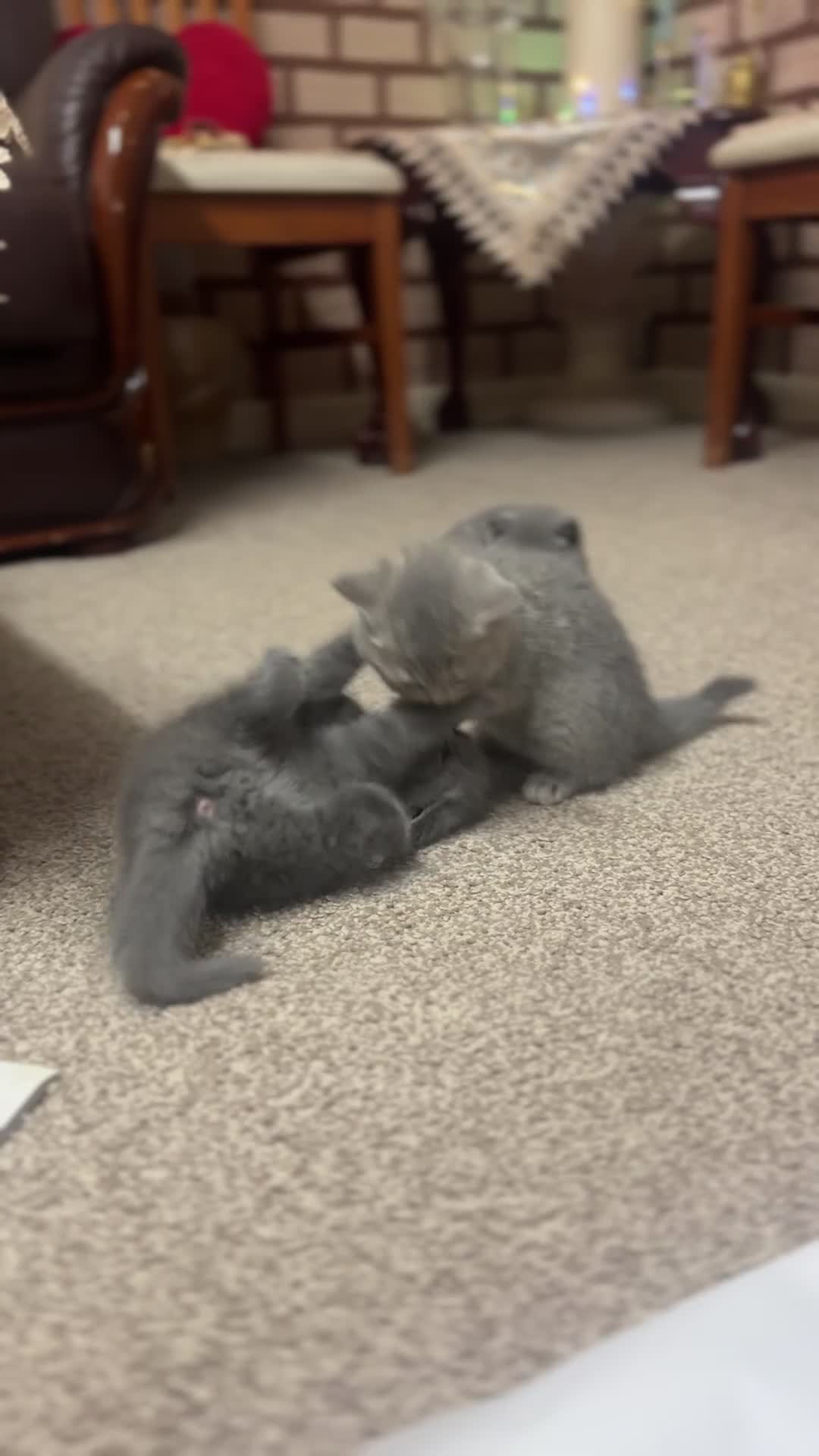 British Shorthair cats for sale: 5 British shorthair kittens  - Video 2