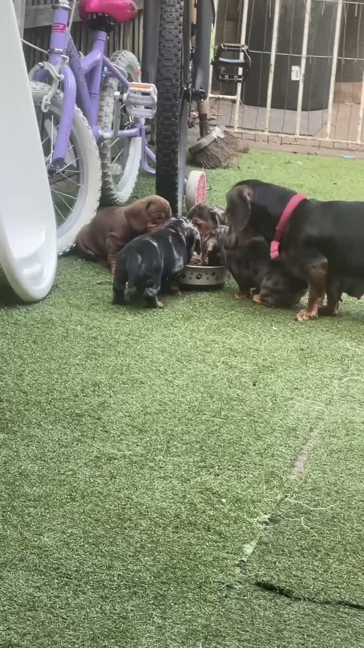 Dachshund dogs for sale: Dchshund miniature - Video 1