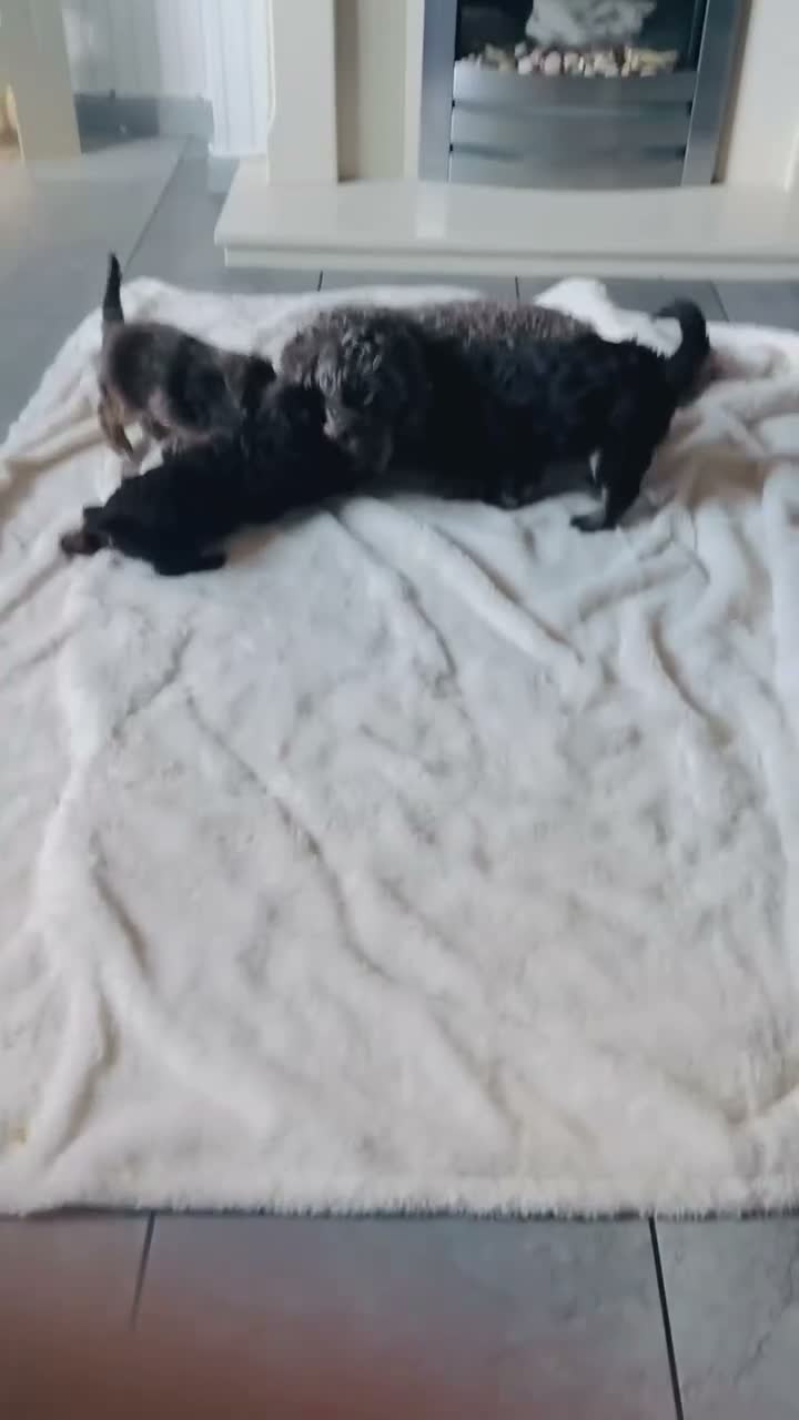 Cockapoo dogs for sale: Stunning Cockapoos - Video 1