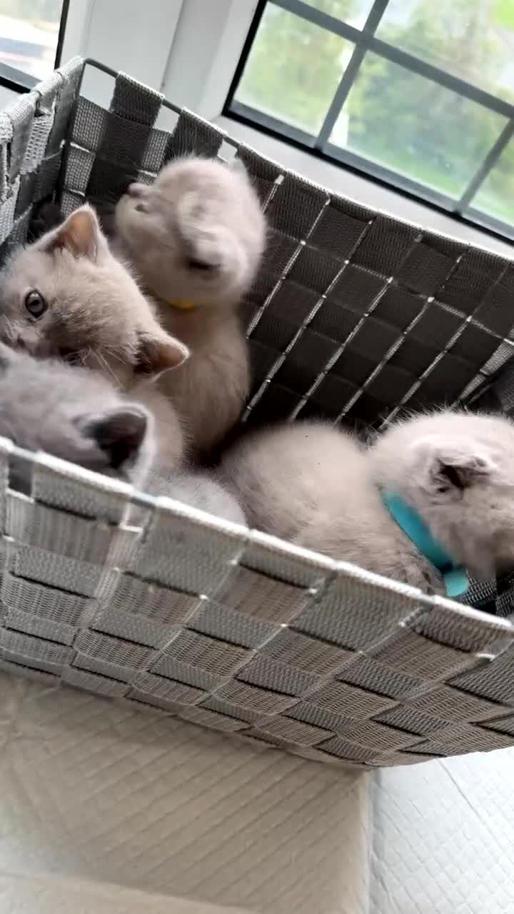 British Shorthair cats for sale: 🐾 Beautiful British Shorthair Kittens Ready Soon! - Video 1