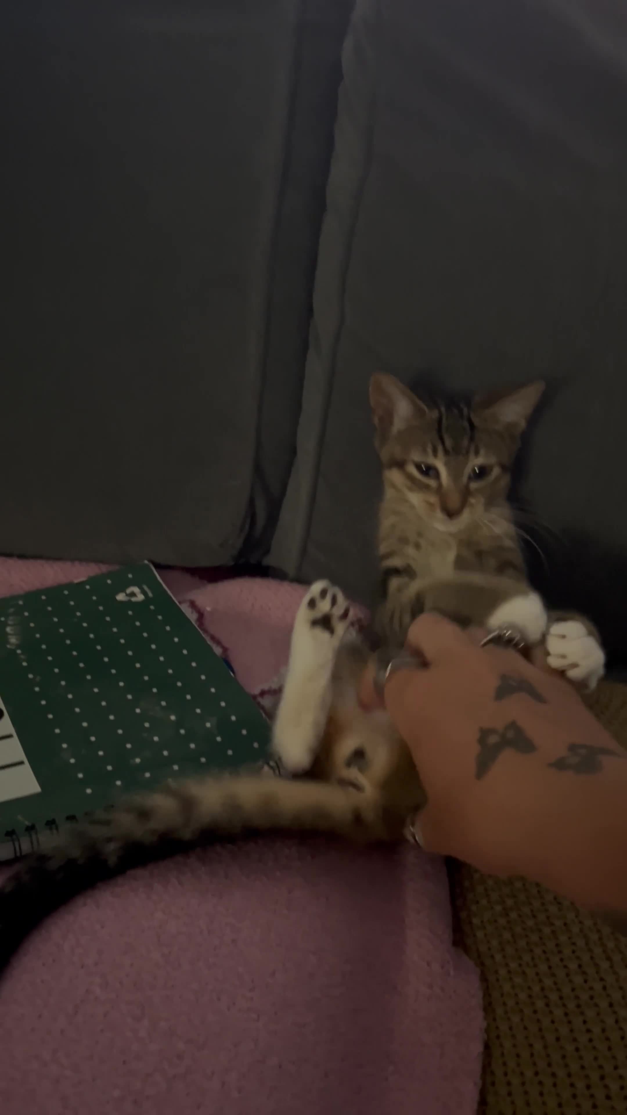 Mixed Breed cats for sale: 2 GORGEOUS GIRLS URGENTLY NEEDING HOMES - Video 1