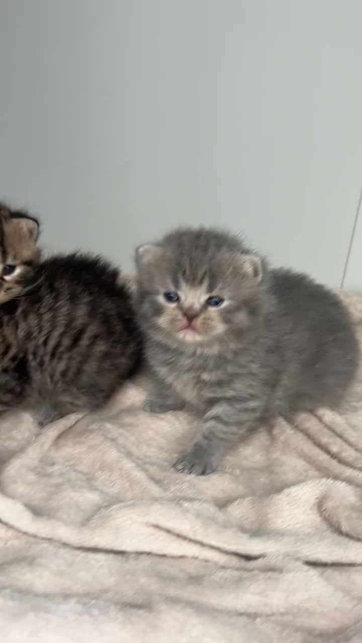 Scottish Fold cats for sale: Rare Scottish Fold x Scottish Straight Kittens 🌟 in Derby - Video 4