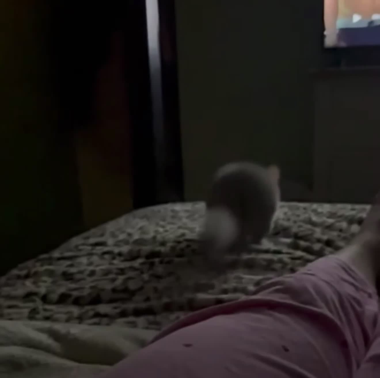 Chinchilla rodents for sale: Chinchilla looking for his forever home - Video 1