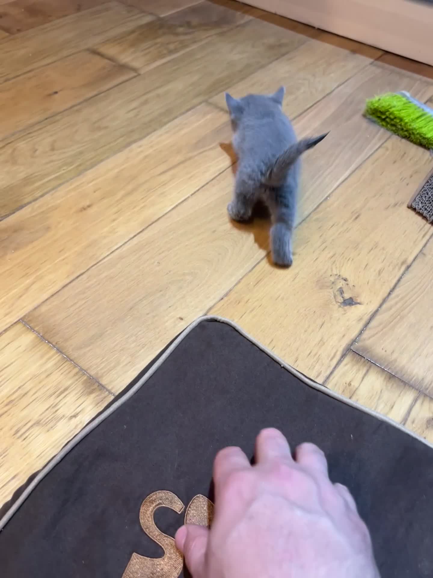 Russian Blue cats for sale: Adorable Russian blue kitten champion bloodline - Video 5