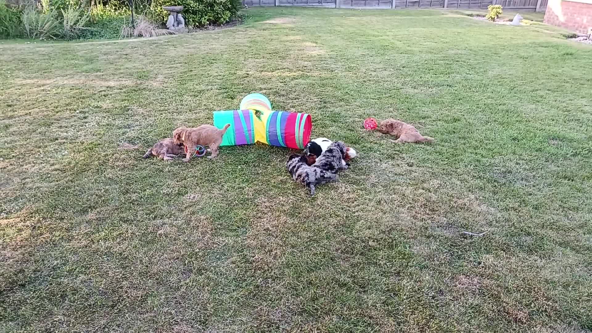 Cockapoo dogs for sale: Only one blue merle girl left, F2B Cockapoo  - Video 3