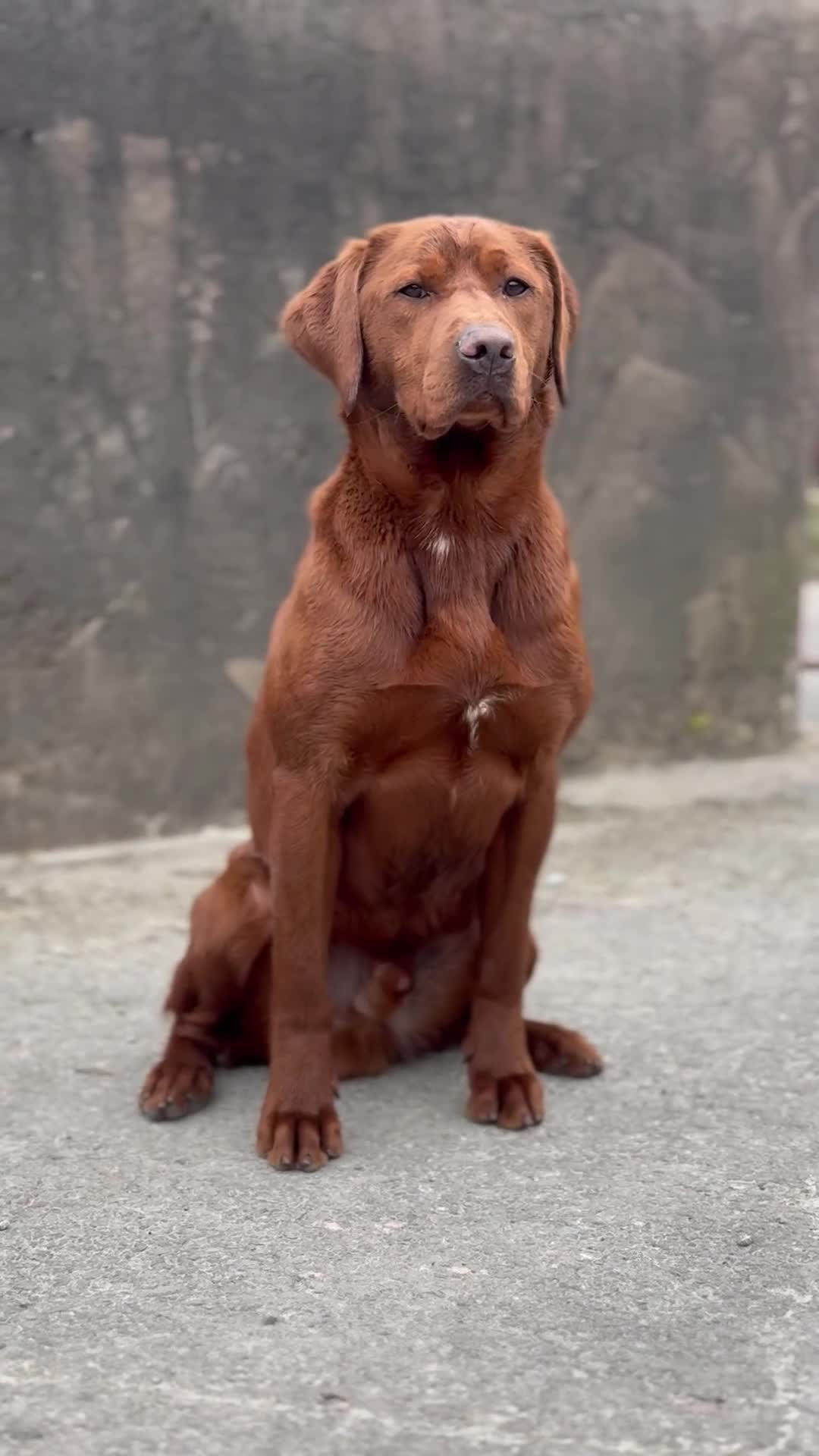 Labrador Retriever dogs for stud: PROVEN DARK RED FULLY HEALTH TESTED LABRADOR STUD - Video 1