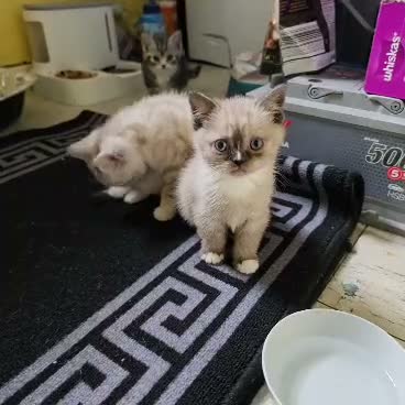 Mixed Breed cats for sale: Kittens available  - Video 1