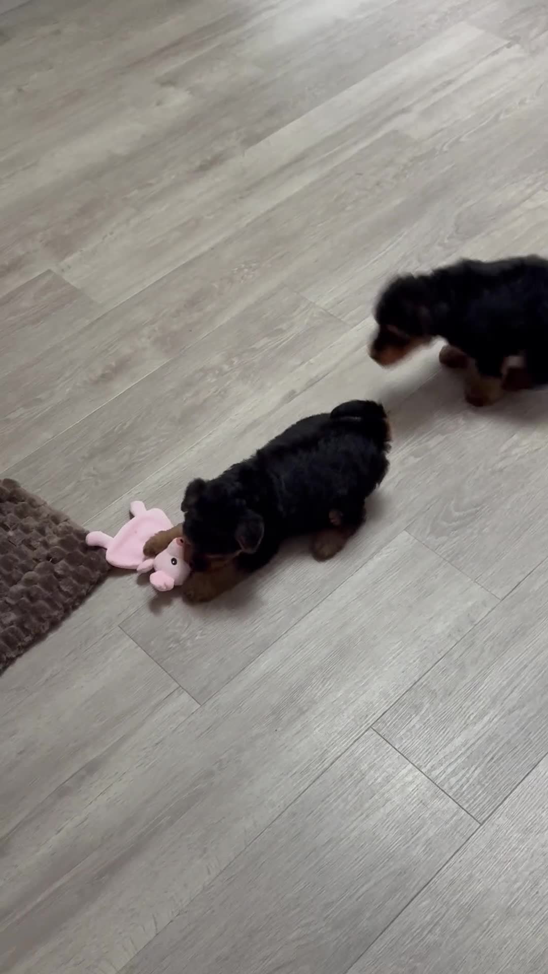 Welsh Terrier dogs for sale: Stunning puppies  - Video 2