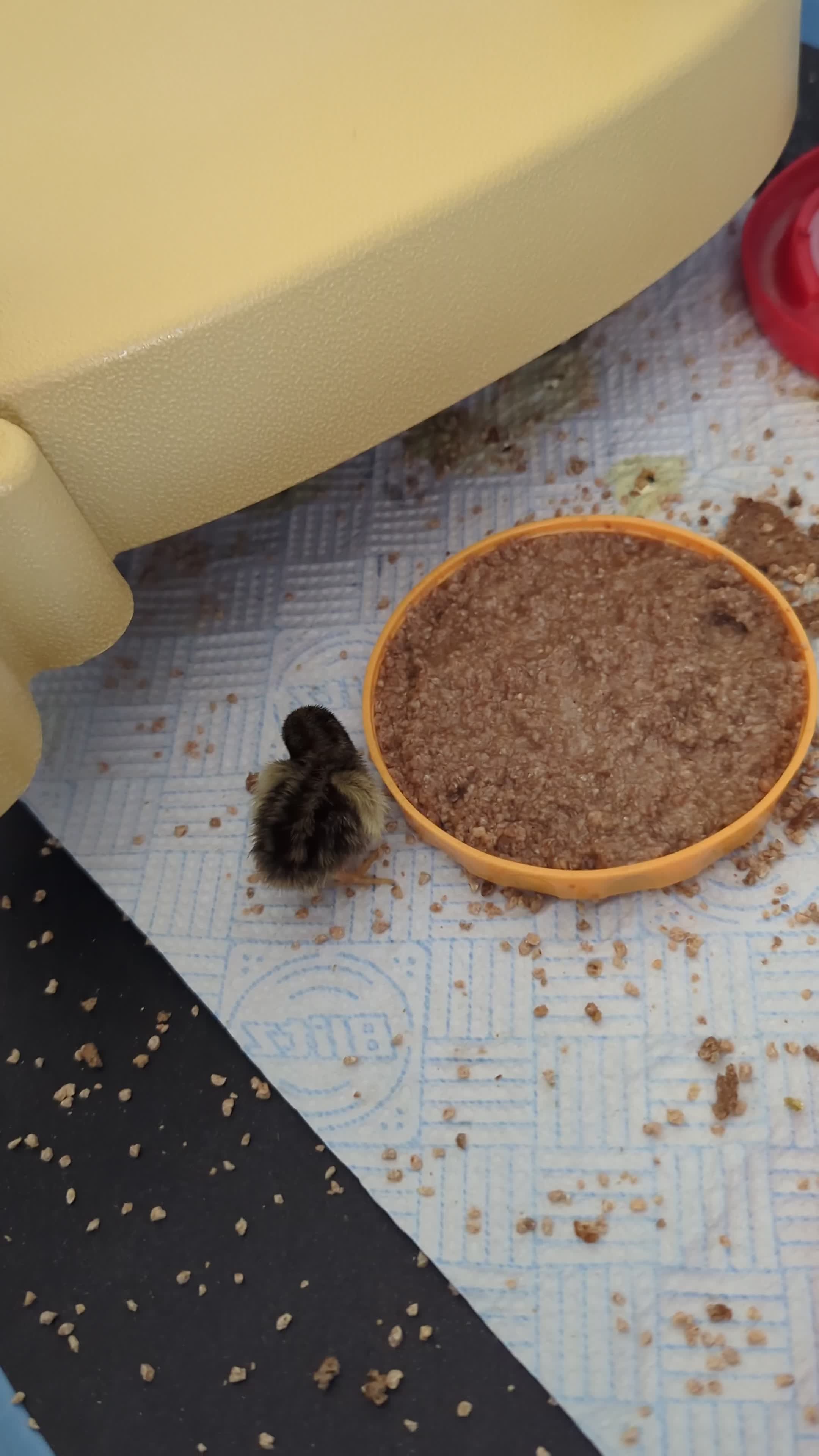 Quail poultry for sale: Chinese painted quail  in Seaham - Video 2