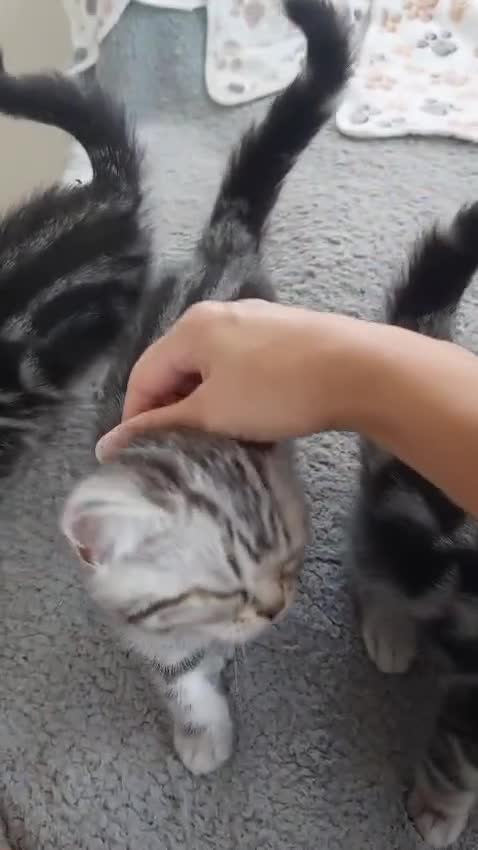 British Shorthair cats for sale: Ready to collect Silver Tabby kittens  in Rochester - Video 2