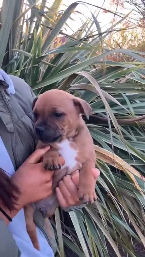 Staffordshire Bull Terrier dogs for stud: 🐕Stud Dog Available Red Staffordshire BullTerrier - Video 1