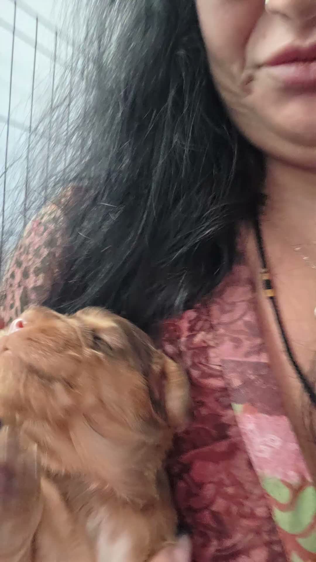 Cocker Spaniel dogs for sale: Beautiful cocker puppies - Video 5
