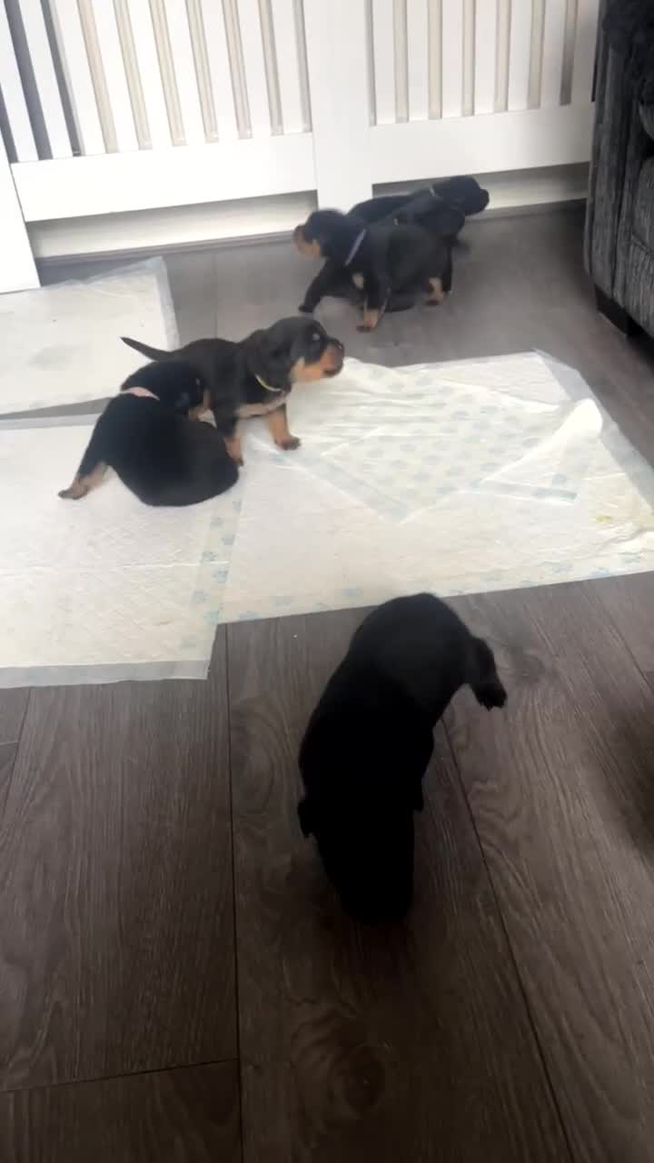 Rottweiler dogs for sale: Stunning Rottweiler puppies ✨ - Video 1