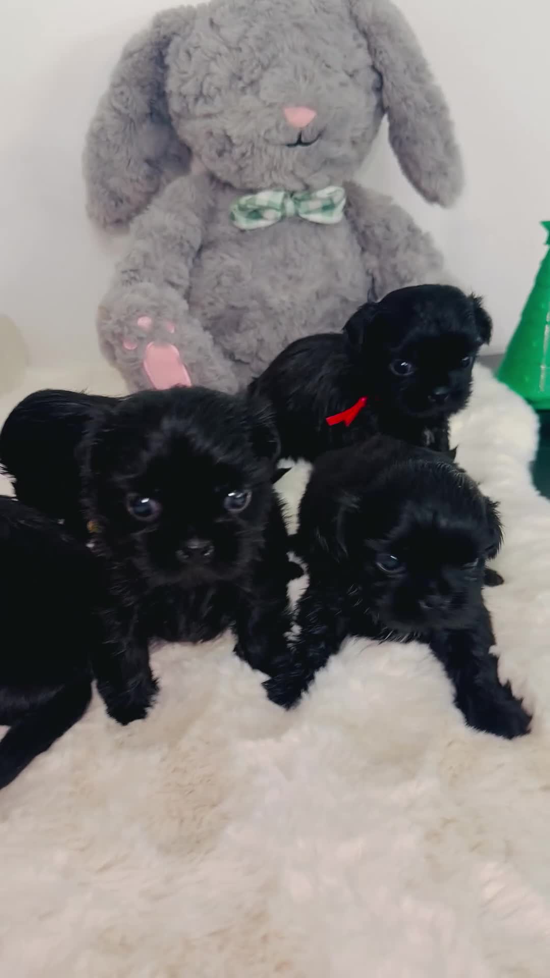 Shih Tzu dogs for sale: RARE solid black American imperial  - Video 1