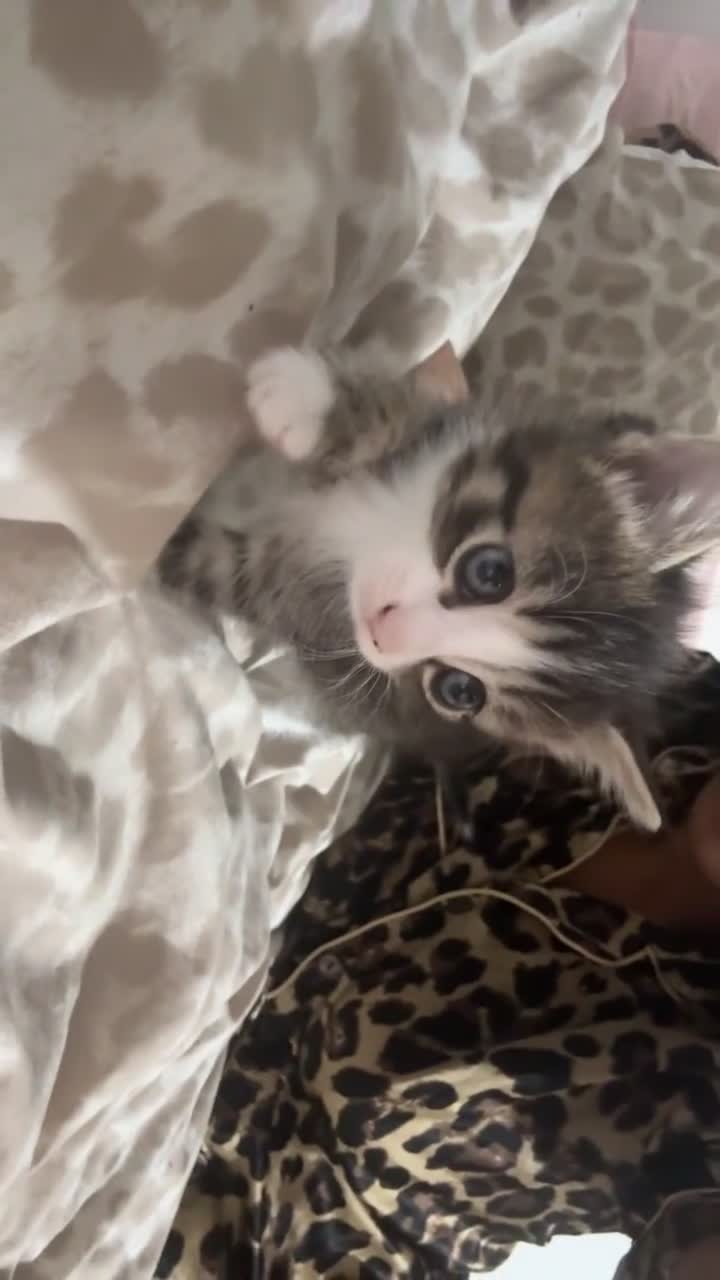 Mixed Breed cats for sale: Kittens for sale!  - Video 2