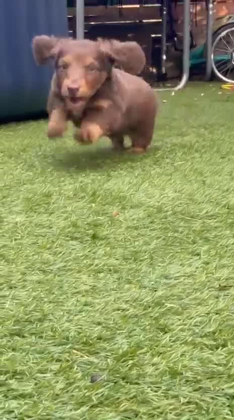 Miniature Dachshund dogs for sale: KC Miniature longhaired dachshunds for sale  - Video 1